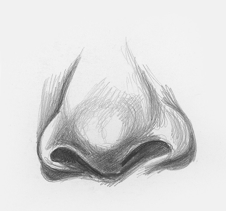 Nose Drawing Sketch