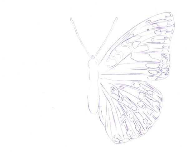 Pencil Butterfly Drawing Art