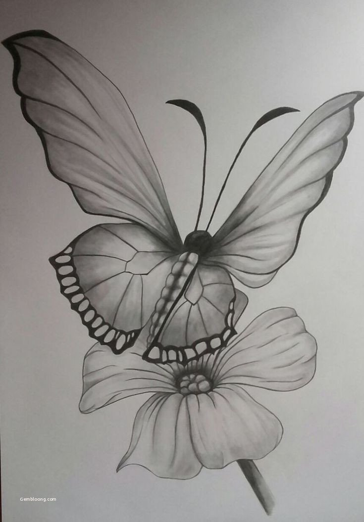 Pencil Butterfly Drawing Beautiful Image