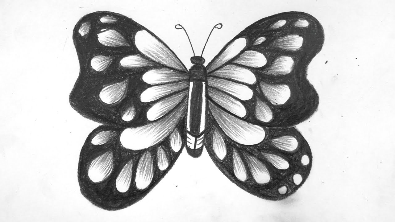 Pencil Butterfly Drawing Images