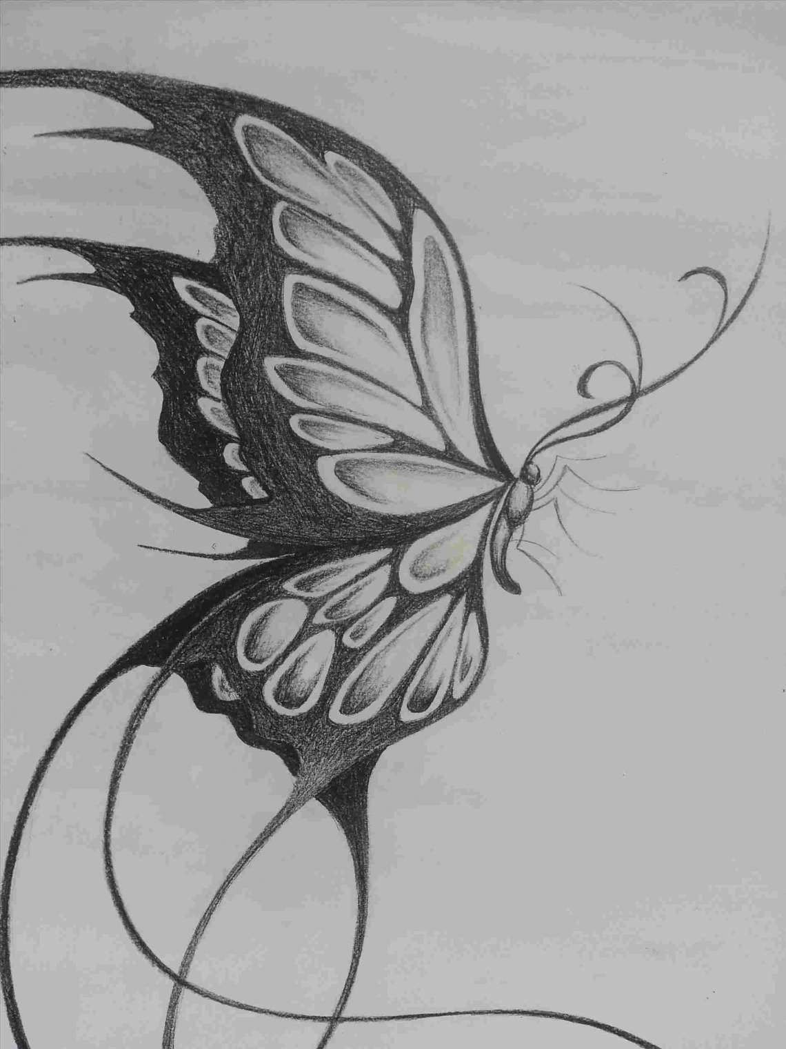 Pencil Butterfly Drawing Pics
