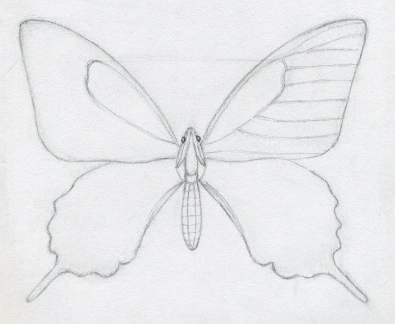 Pencil Butterfly Drawing Picture