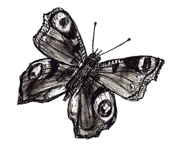 Pencil Butterfly Drawing Realistic