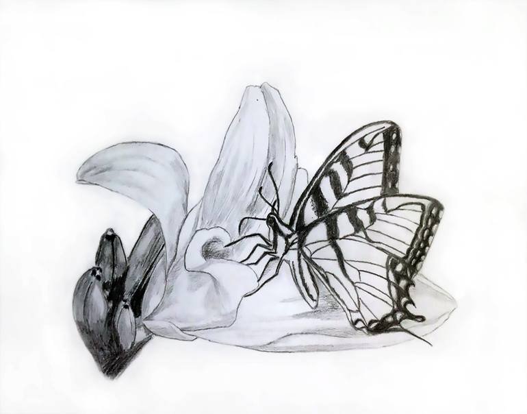 Pencil Butterfly Drawing