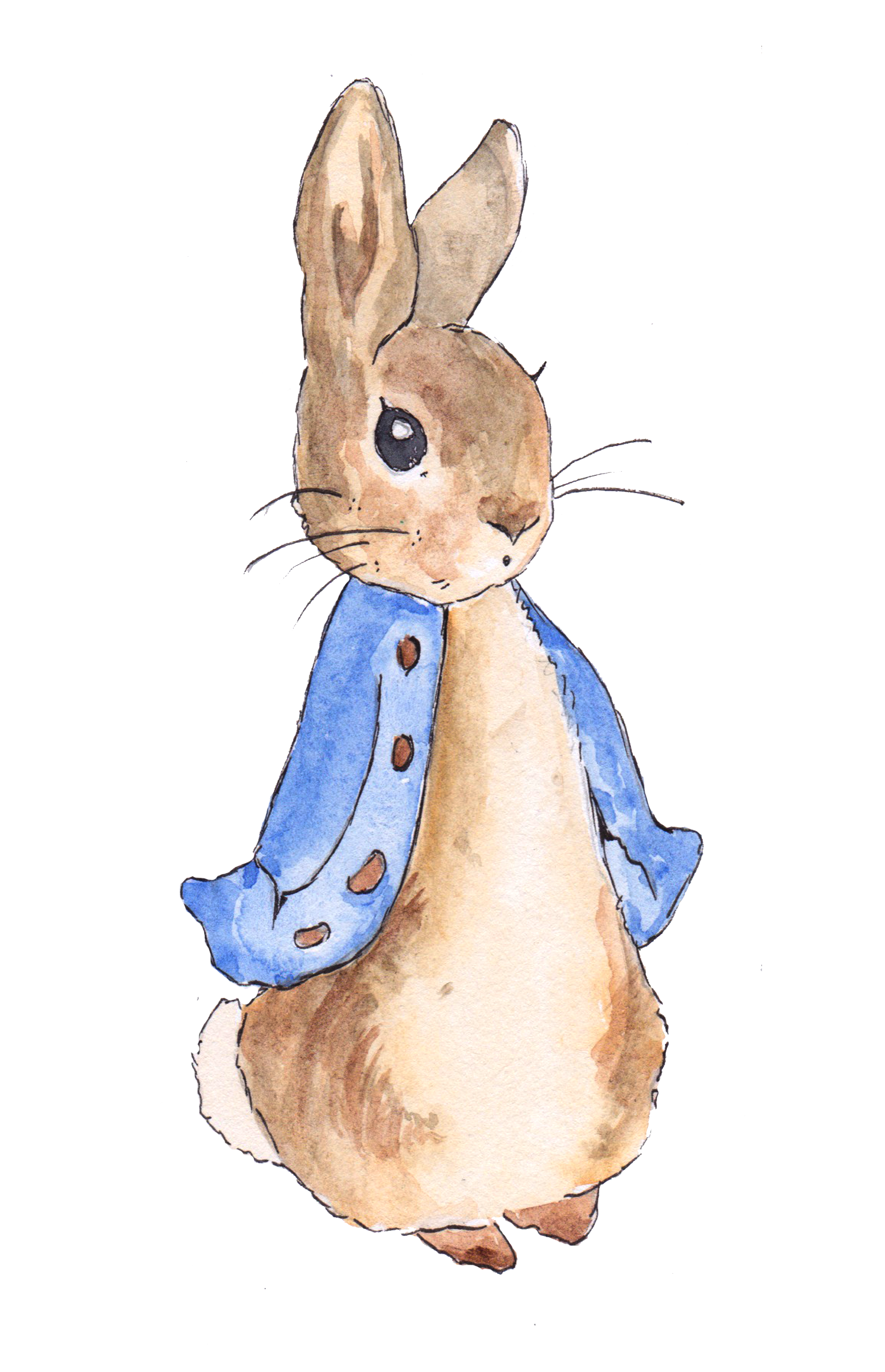 Peter Rabbit Drawing Photo