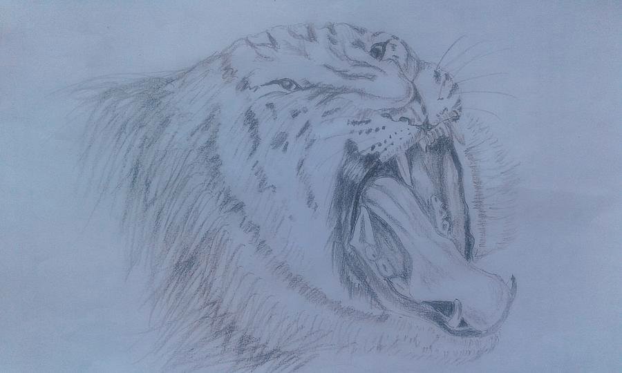 Roaring Lion Art Drawing