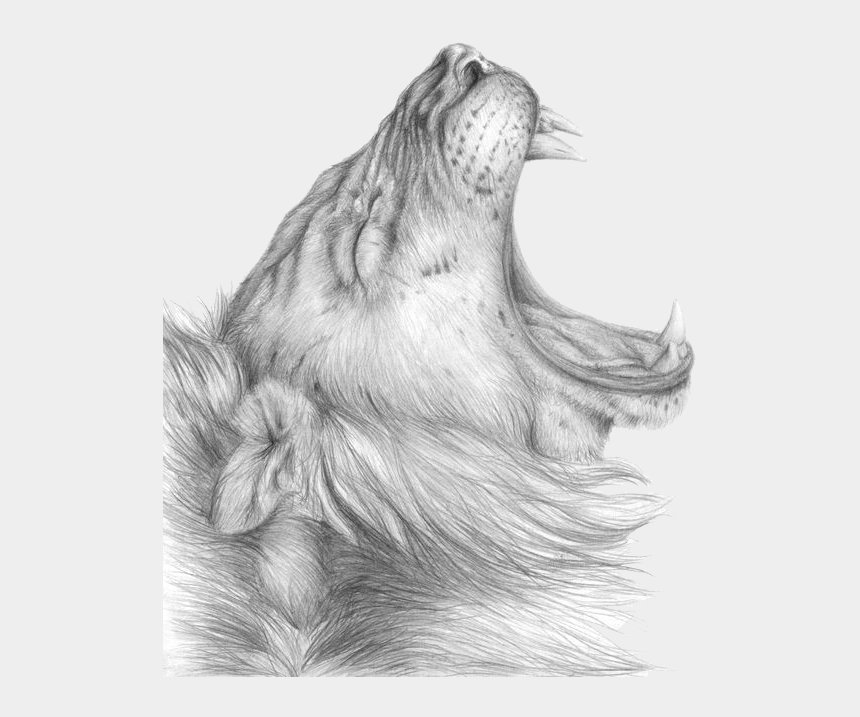 Roaring Lion Drawing Image