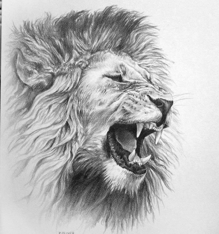 Roaring Lion Drawing Photo