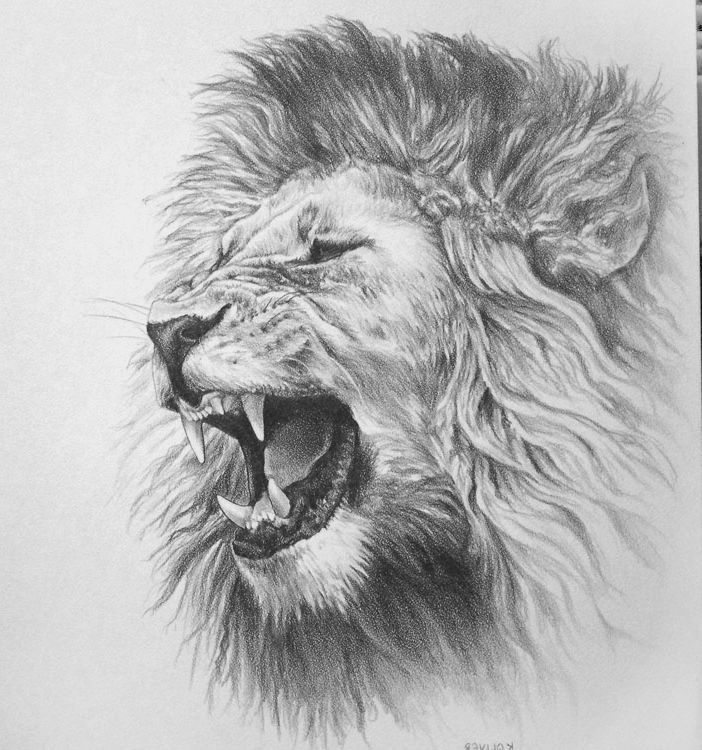 Roaring Lion Drawing Pic