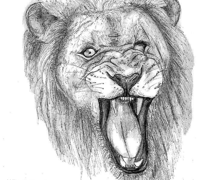 Roaring Lion Drawing Pics