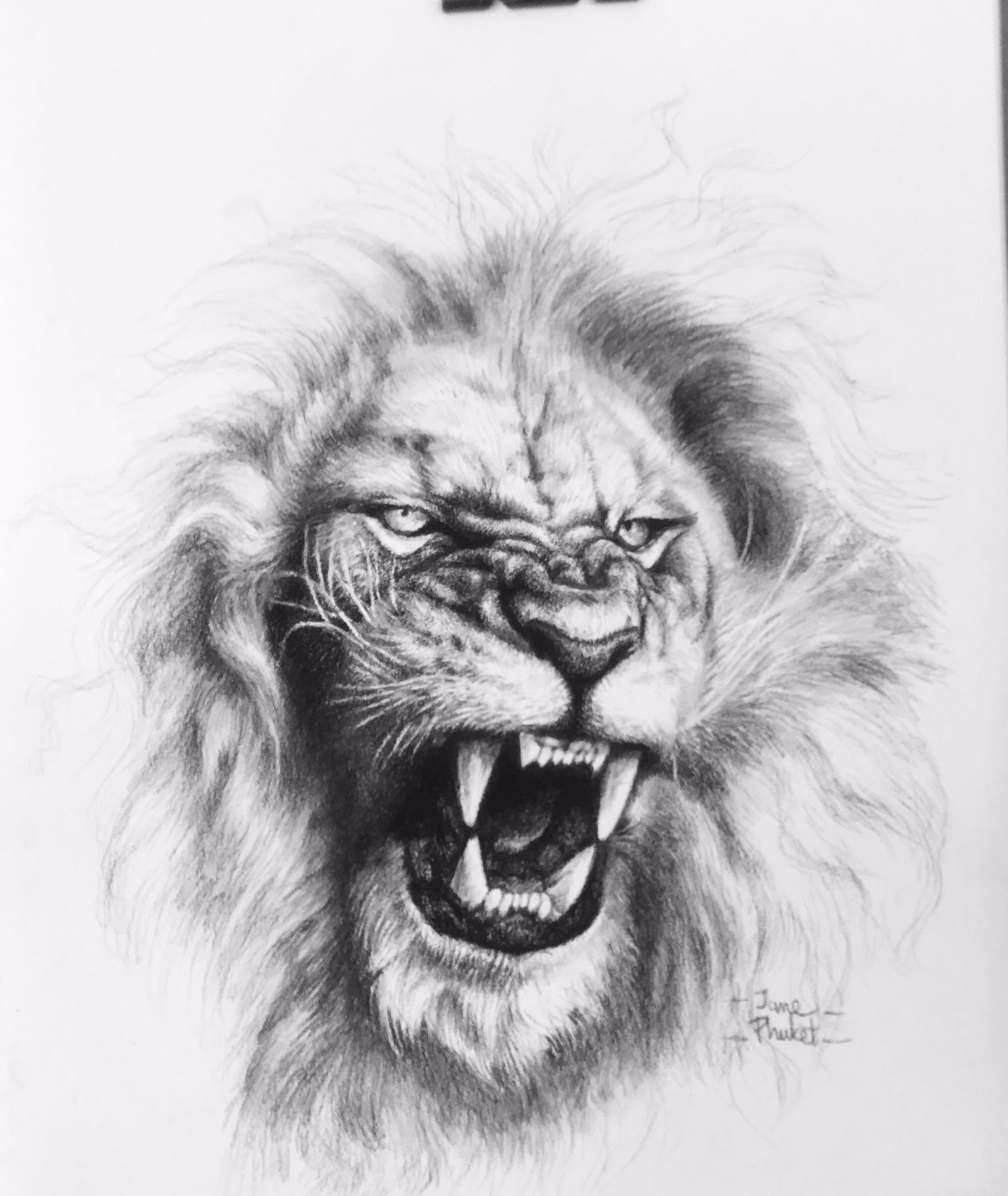 Roaring Lion Drawing Picture