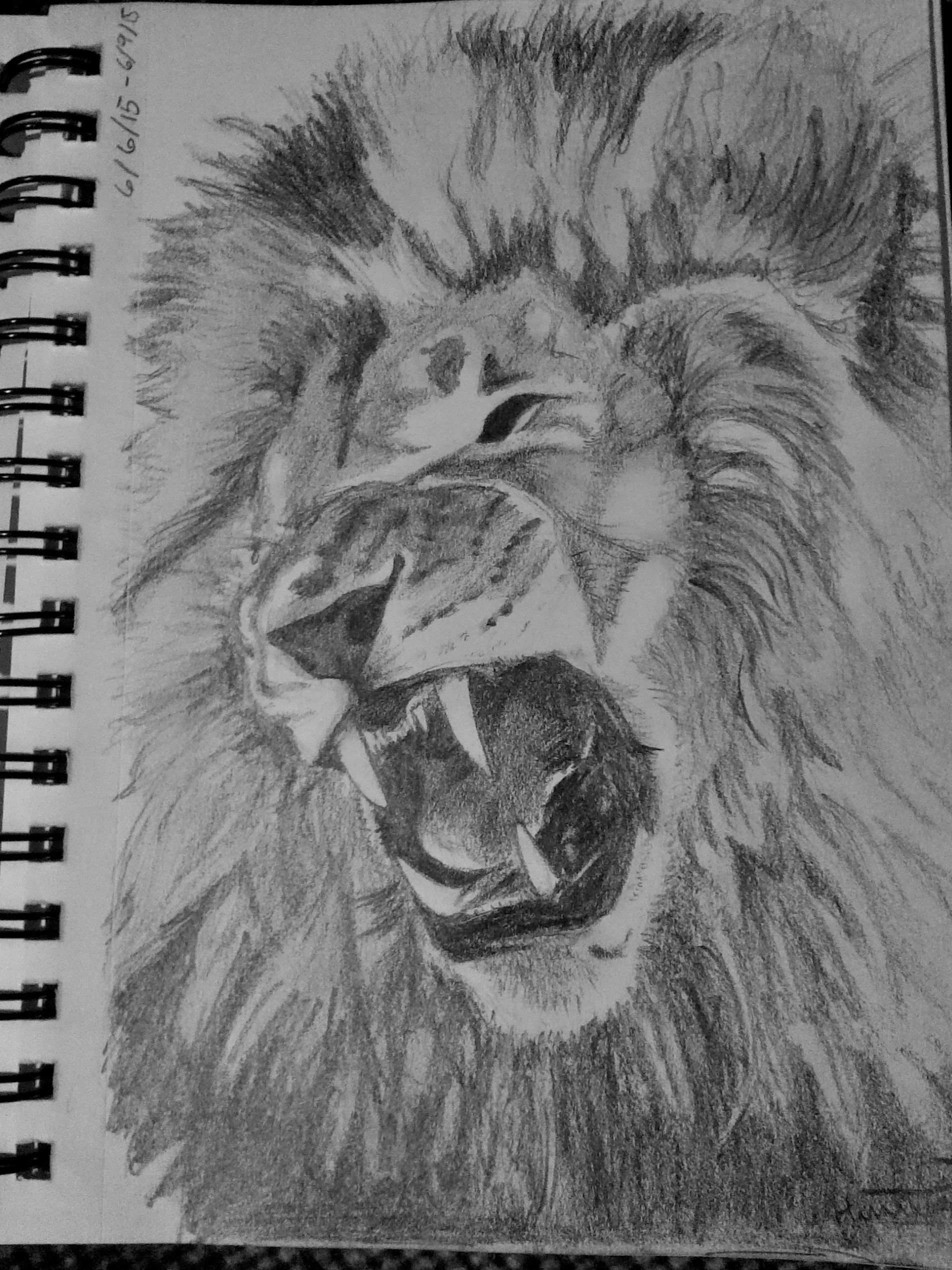 Roaring Lion Drawing Sketch