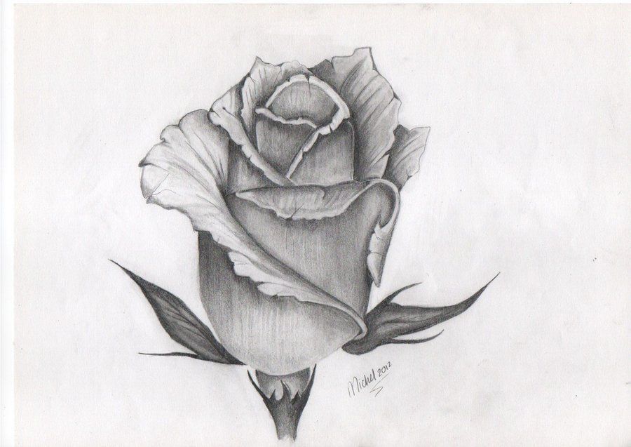Rose Bud Drawing Image