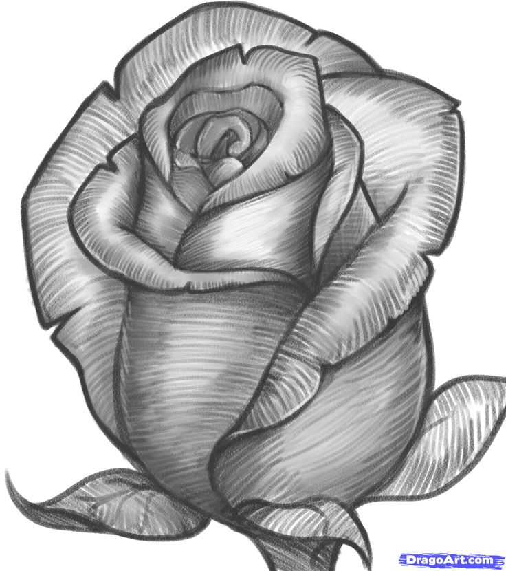 Rose Bud Drawing Photo