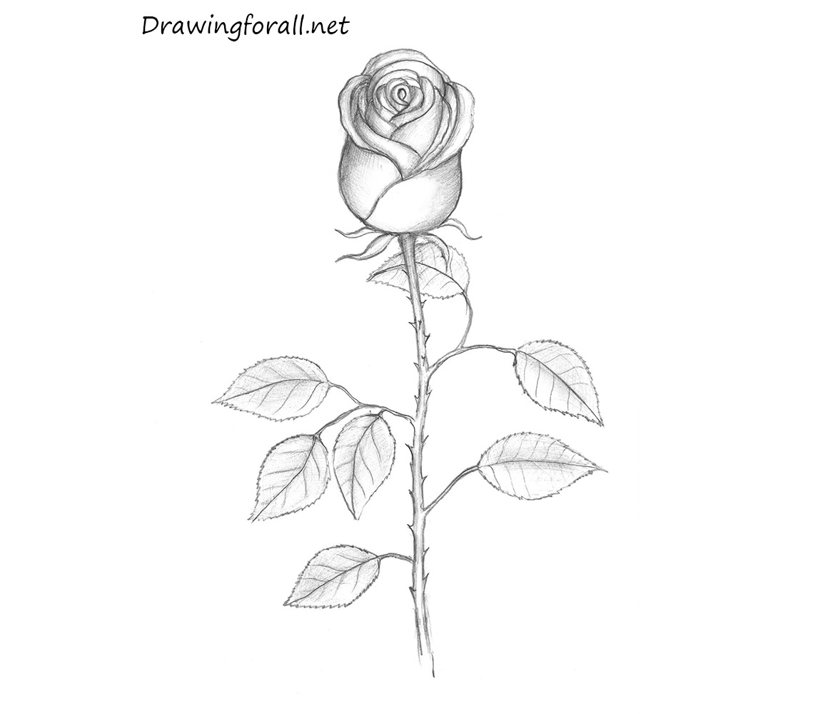 Rose Bud Drawing Pics
