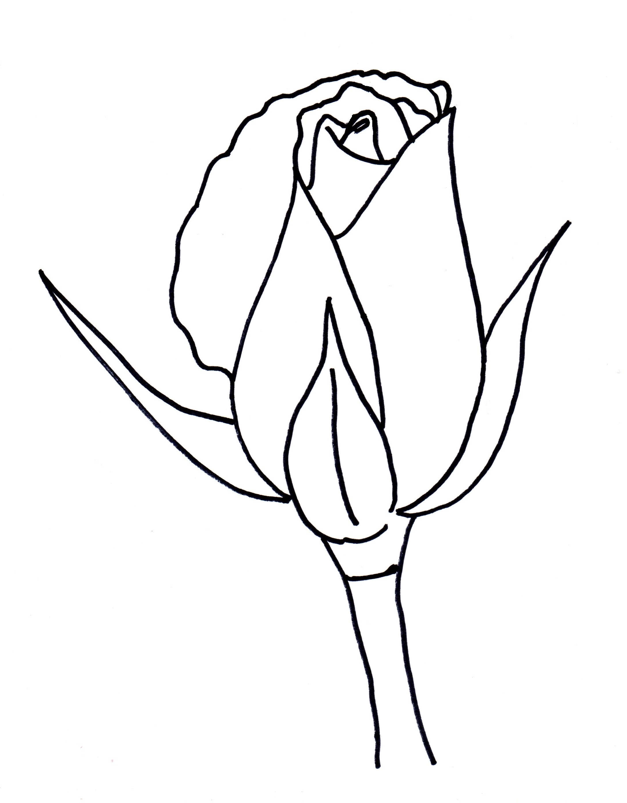 Rose Bud Drawing Picture