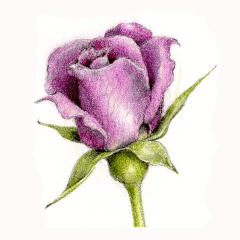Rose Bud Drawing Realistic
