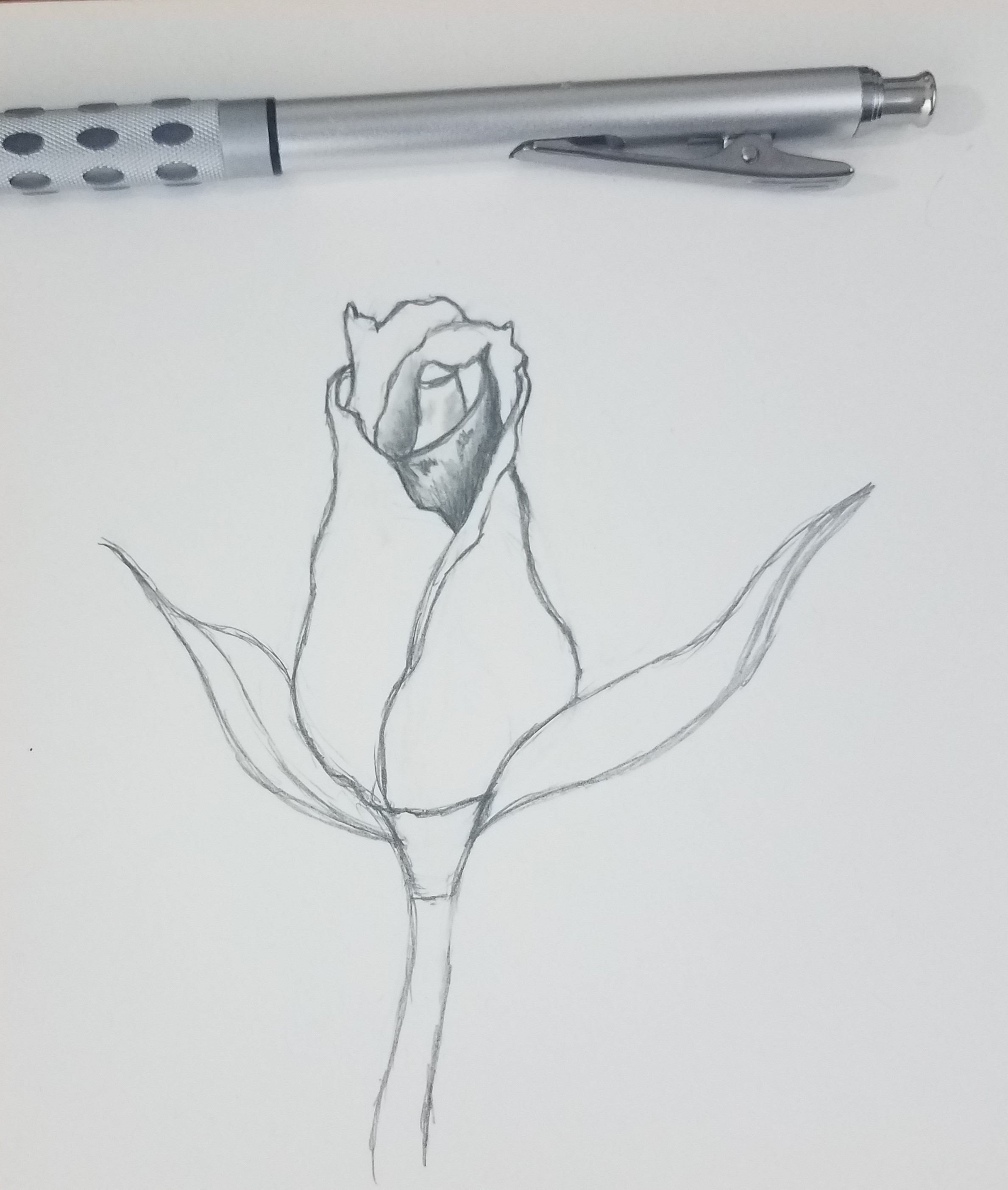 Rose Bud Drawing Sketch