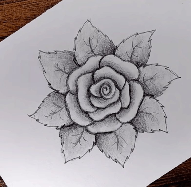 Rose Flower Art Drawing