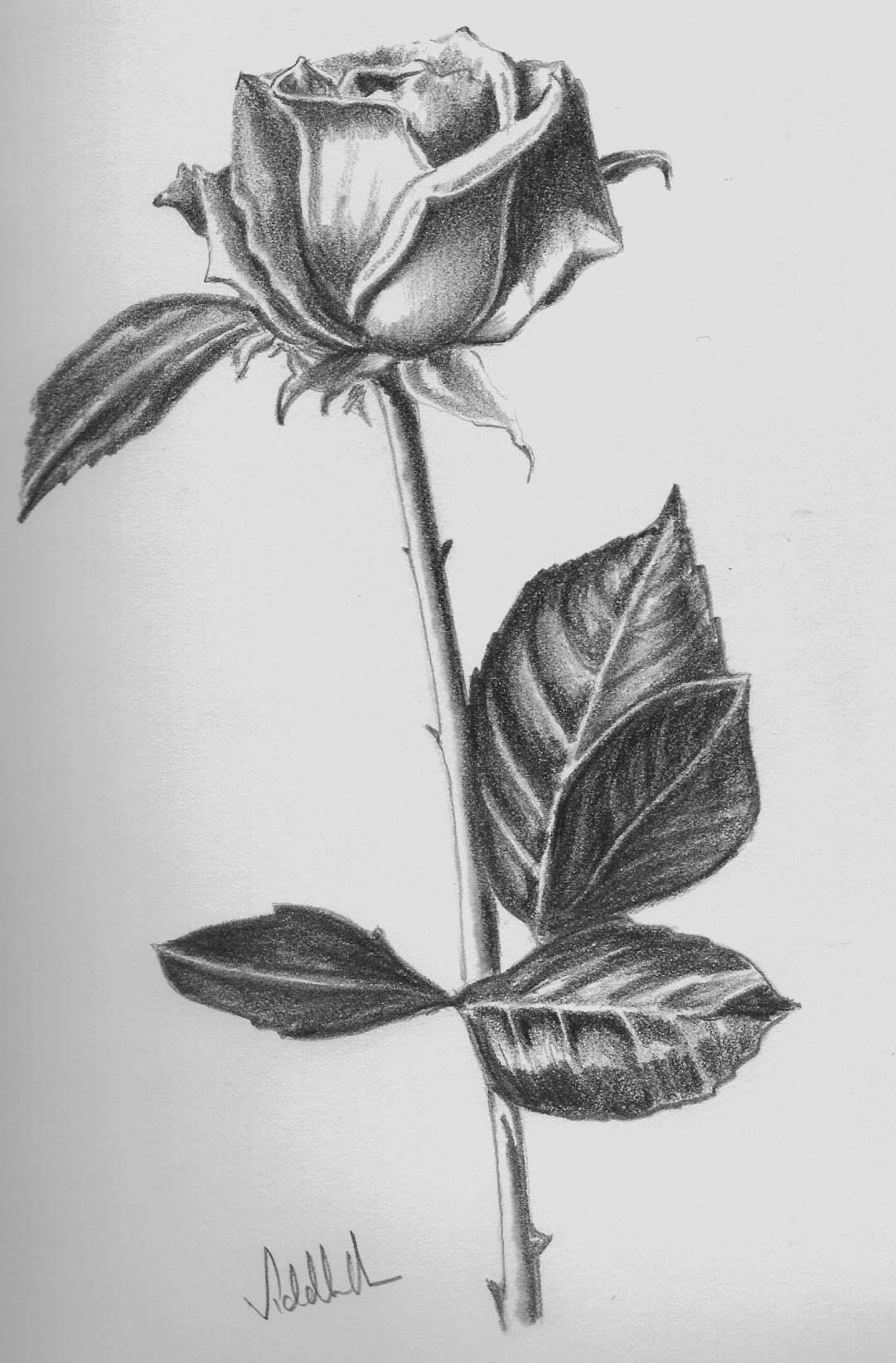 Rose Flower Drawing Amazing - Drawing Skill