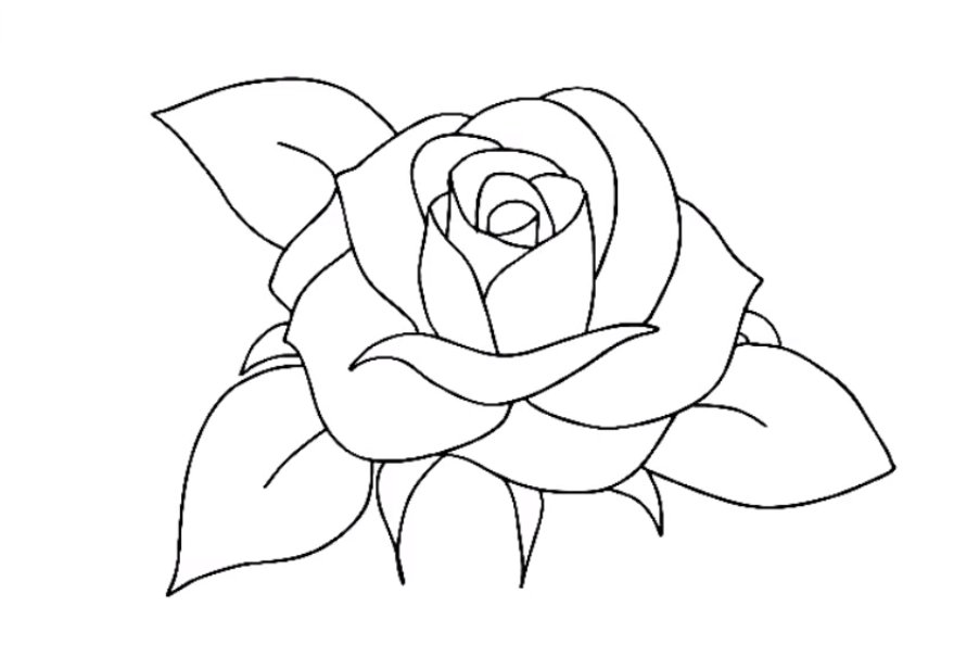 Premium Vector  Beautiful rose flower line art sketch illustration