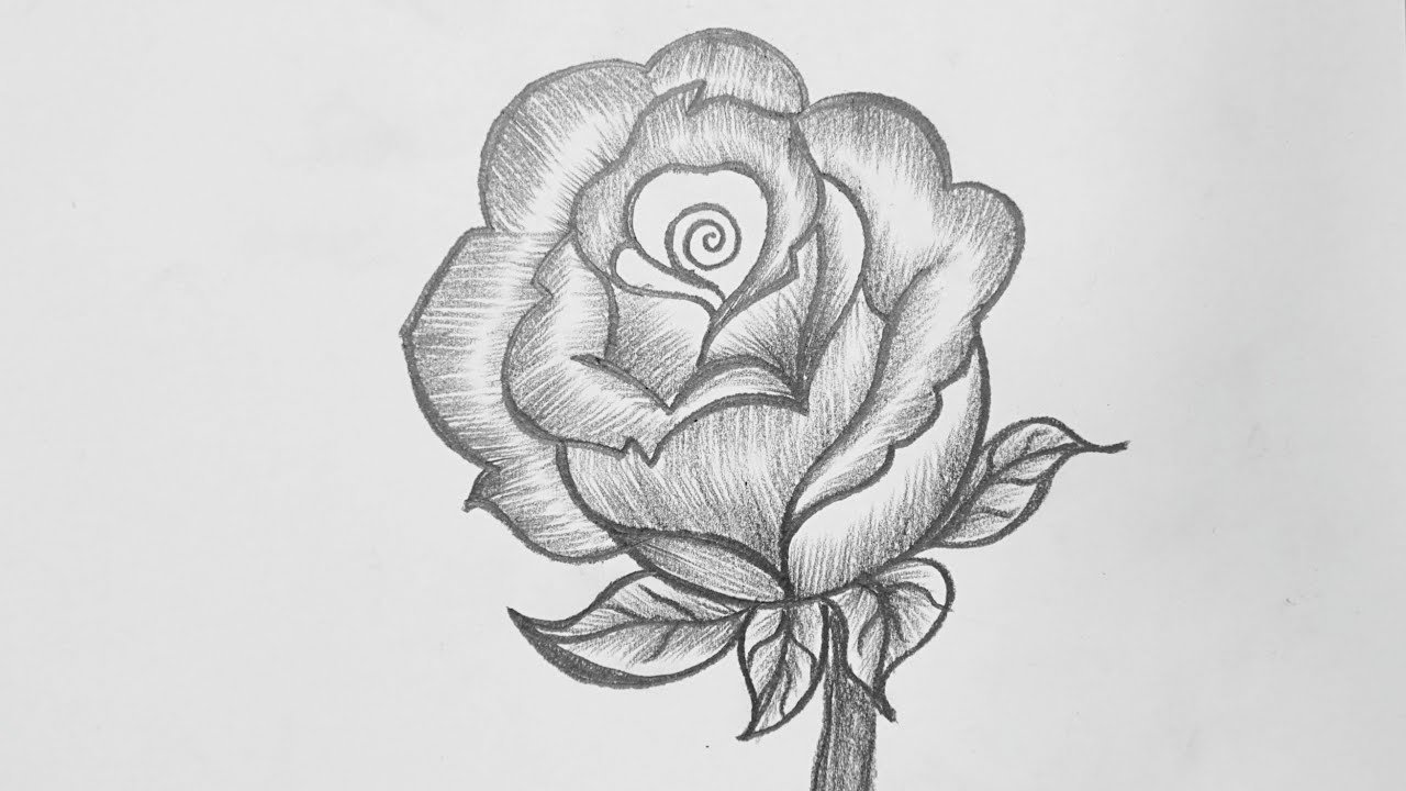 Rose Flower Drawing Beautiful Image - Drawing Skill