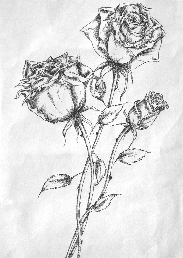 Rose Flower Drawing Best