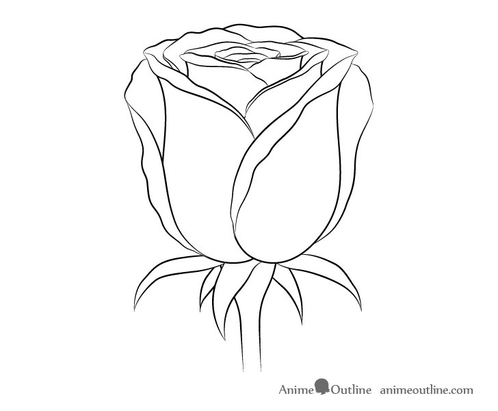Rose Flower Drawing Images