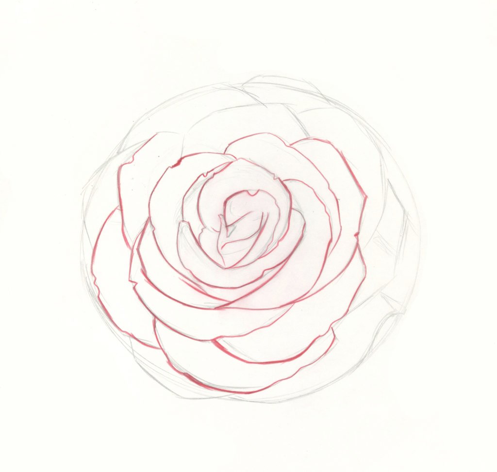 Rose Flower Drawing Photo