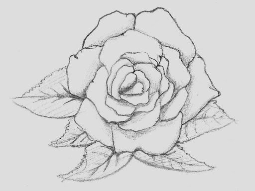 Rose Flower Drawing Photos