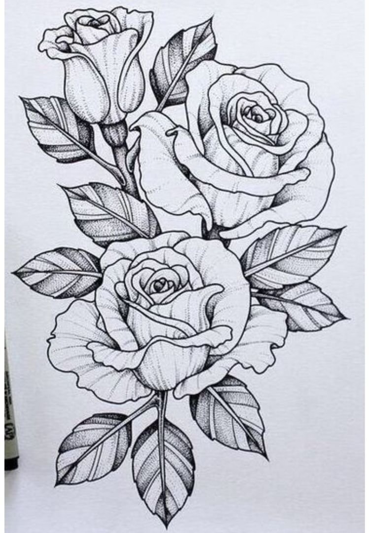 Rose Flower Drawing Pics