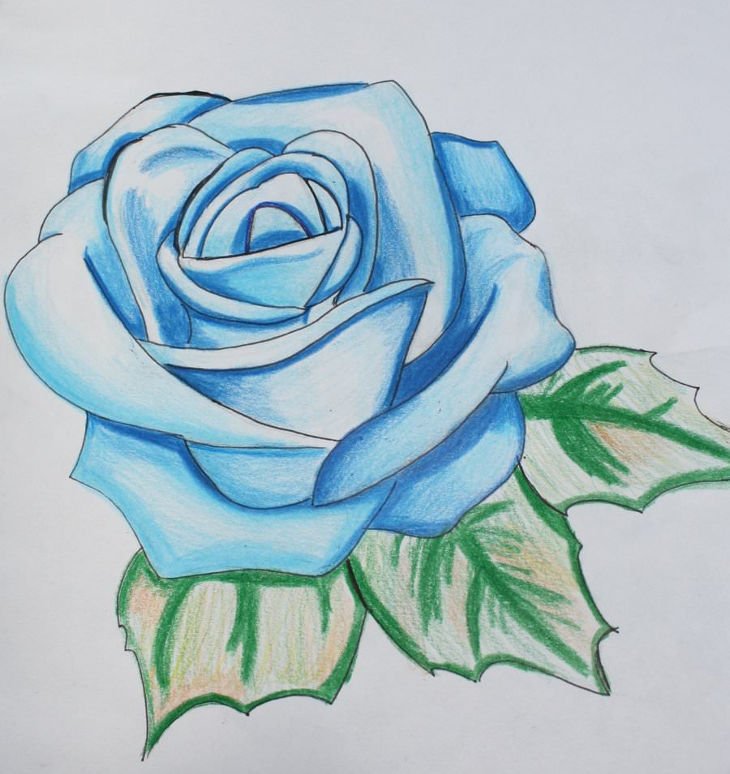 Rose Flower Drawing Picture