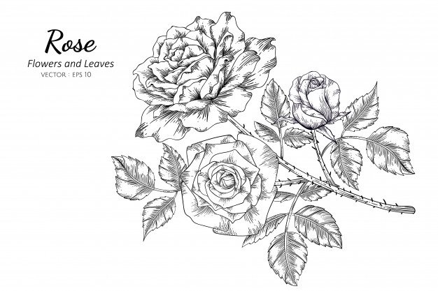 Rose Flower Drawing Pictures