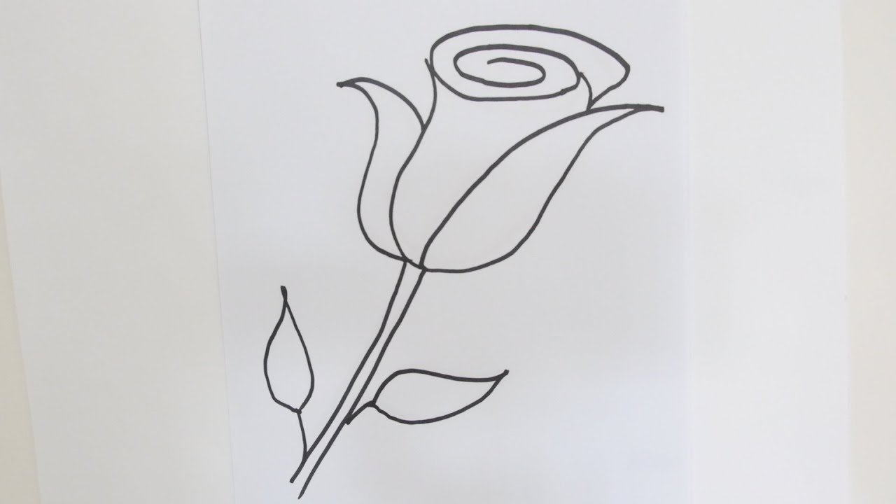 Rose Drawing: How to draw a rose step by step for beginners