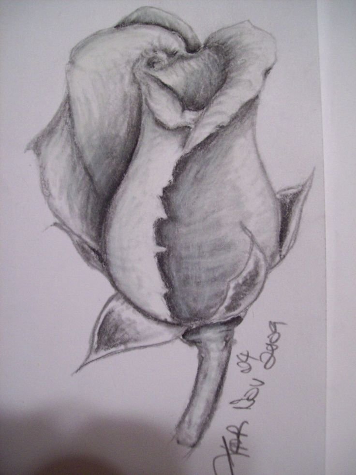 Rose Flower Drawing Sketch