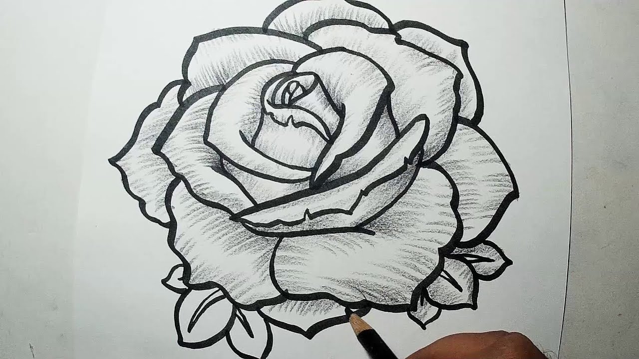 Rose Sketch Drawing Beautiful Image