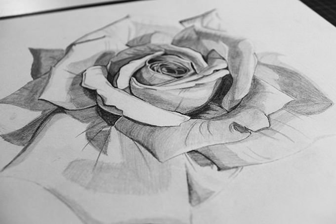 Rose Sketch Drawing Best