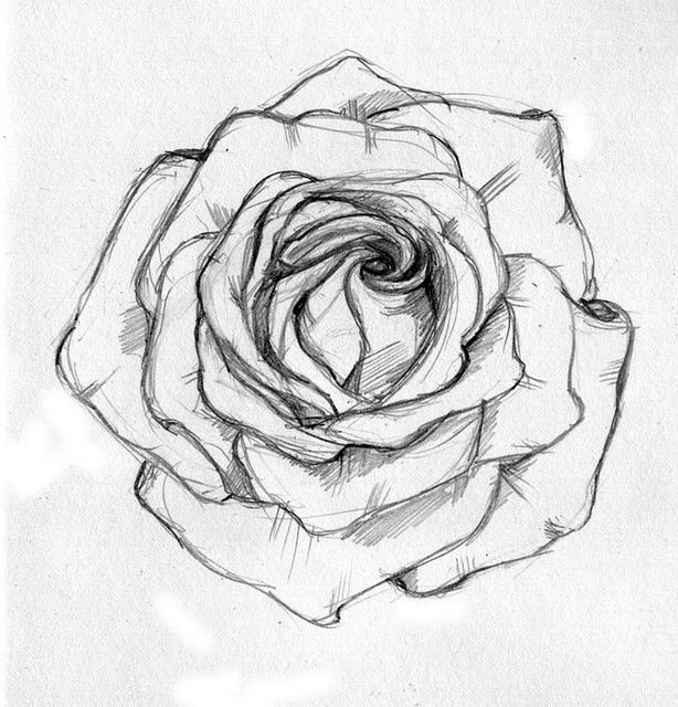 Rose Sketch Drawing Image