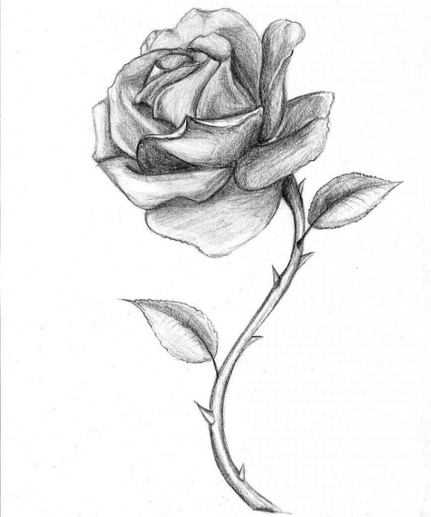 Rose Sketch Drawing Photo