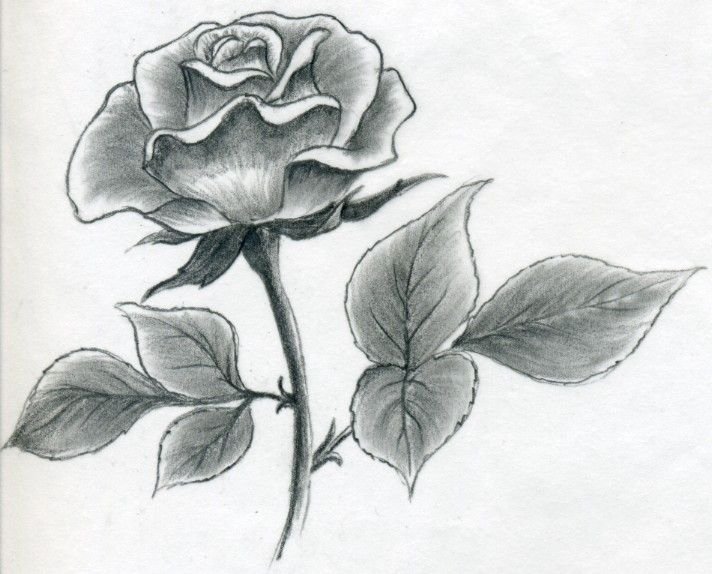 Rose Sketch Drawing Picture