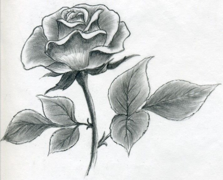 Red rose flower is isolated on a white background. Rose drawing front view.  Handwork by felt-tip pens. The sketch for a tattoo Stock Illustration by  ©MargaritaSh #110633294