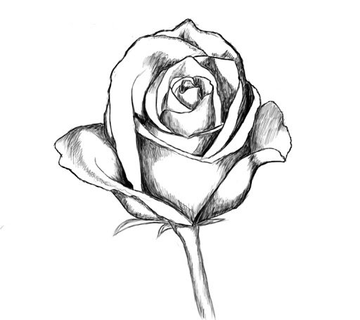 Rose Sketch Drawing Pictures