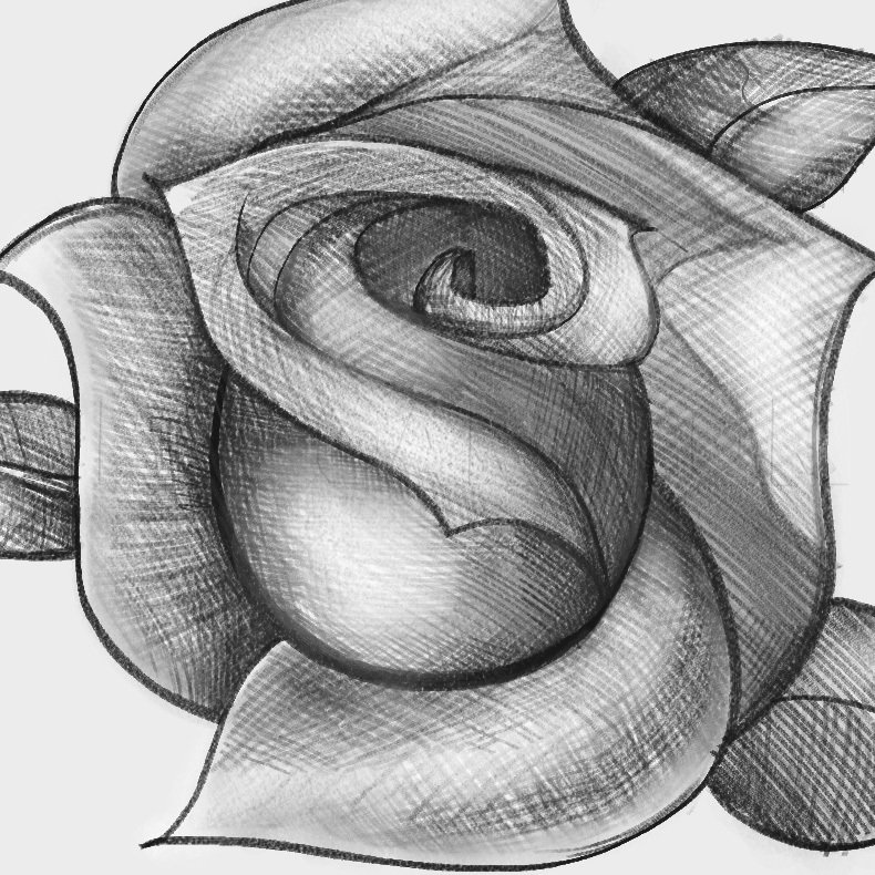 Rose Sketch Drawing Realistic