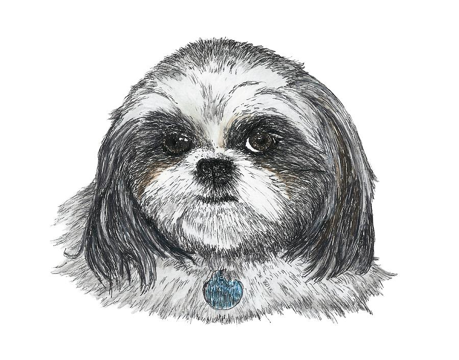 Shih Tzu Drawing Amazing