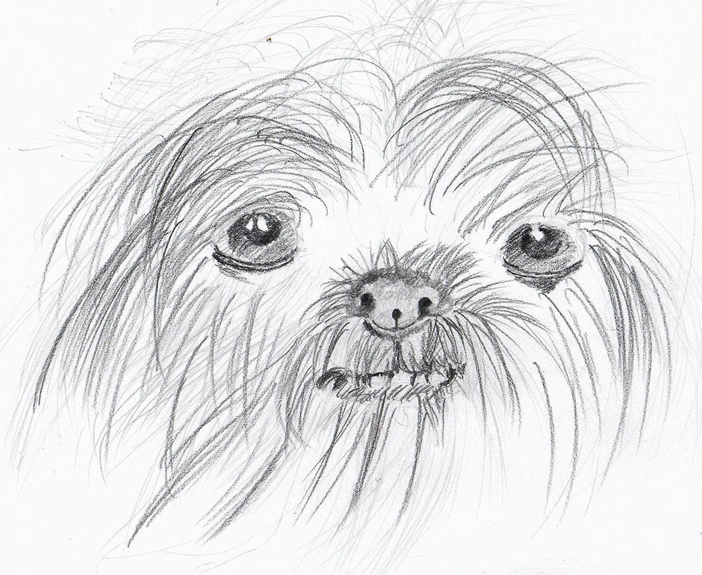 Shih Tzu Drawing Art