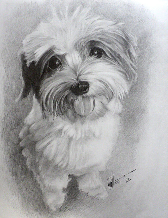 Shih Tzu Drawing Beautiful Image