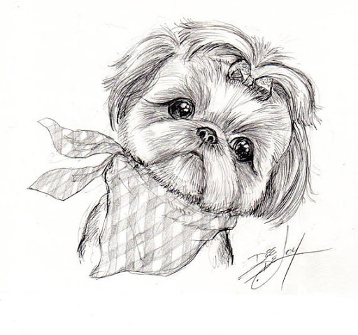 Shih Tzu Drawing Picture