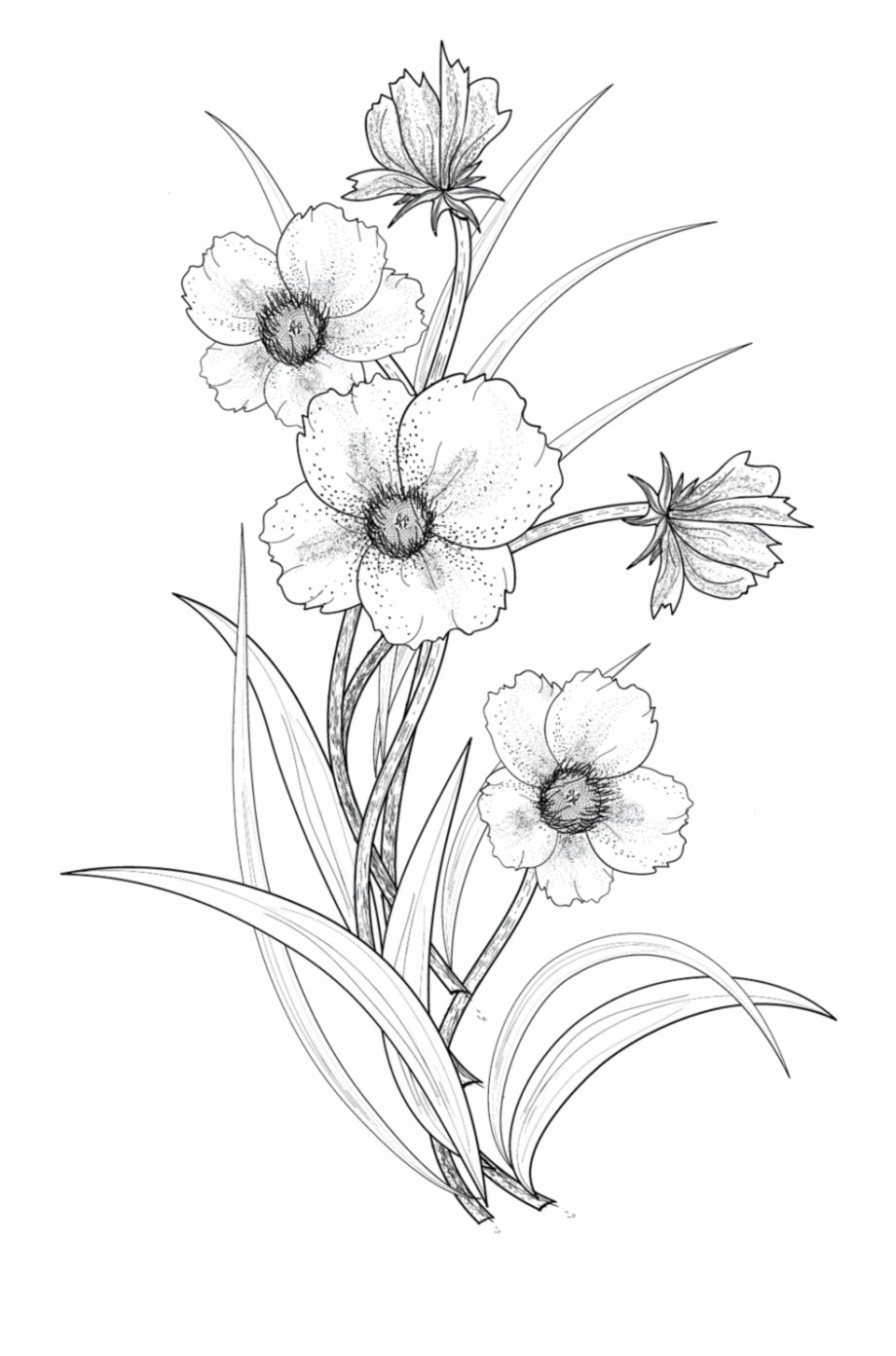 Simple Flower Drawing Best