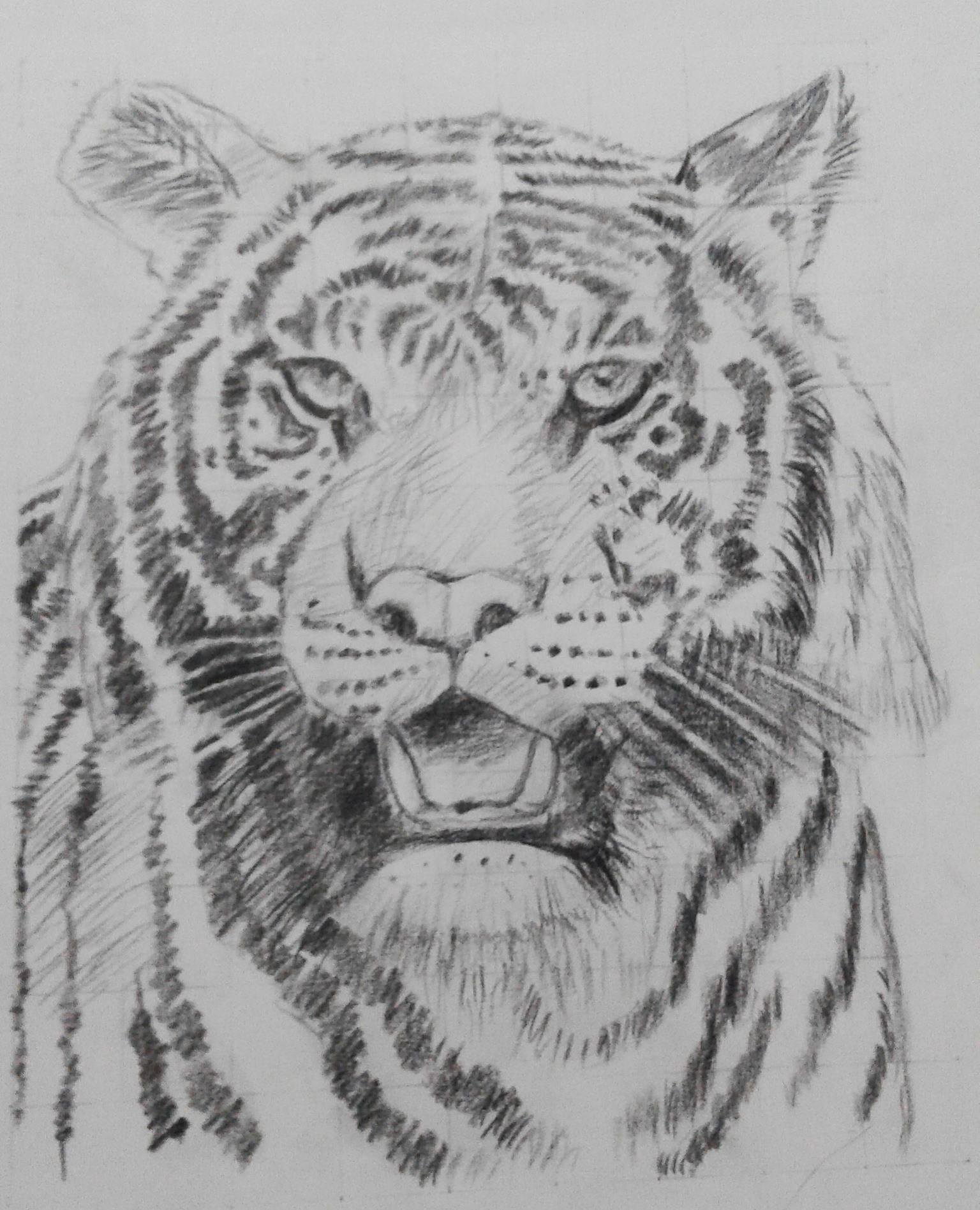 The Fearless Tiger Drawing