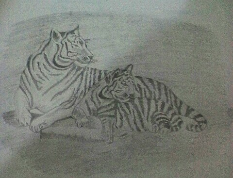 Tigress and Cub Drawing